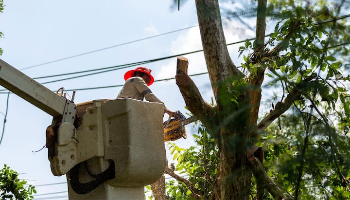 Tree care and maintenance services in Gilbert