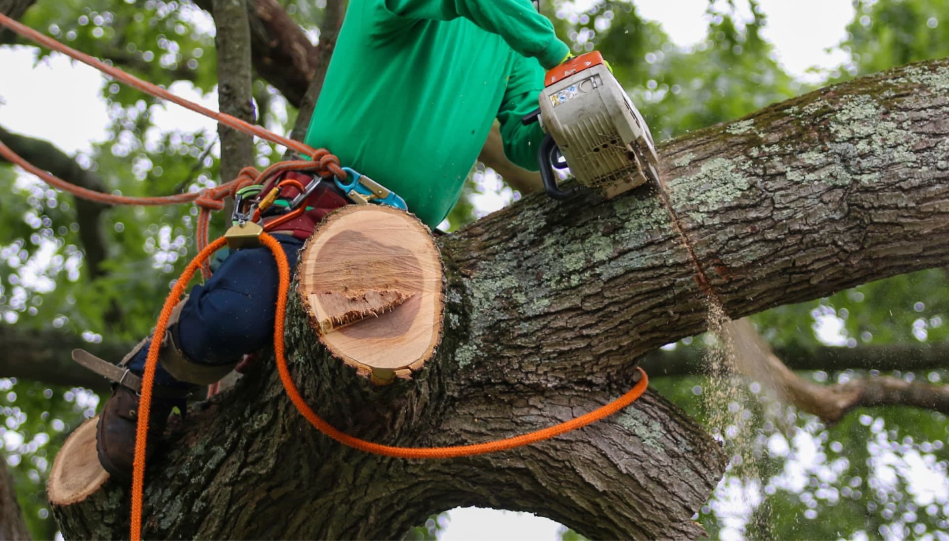 Shed your worries away with best tree removal in Gilbert