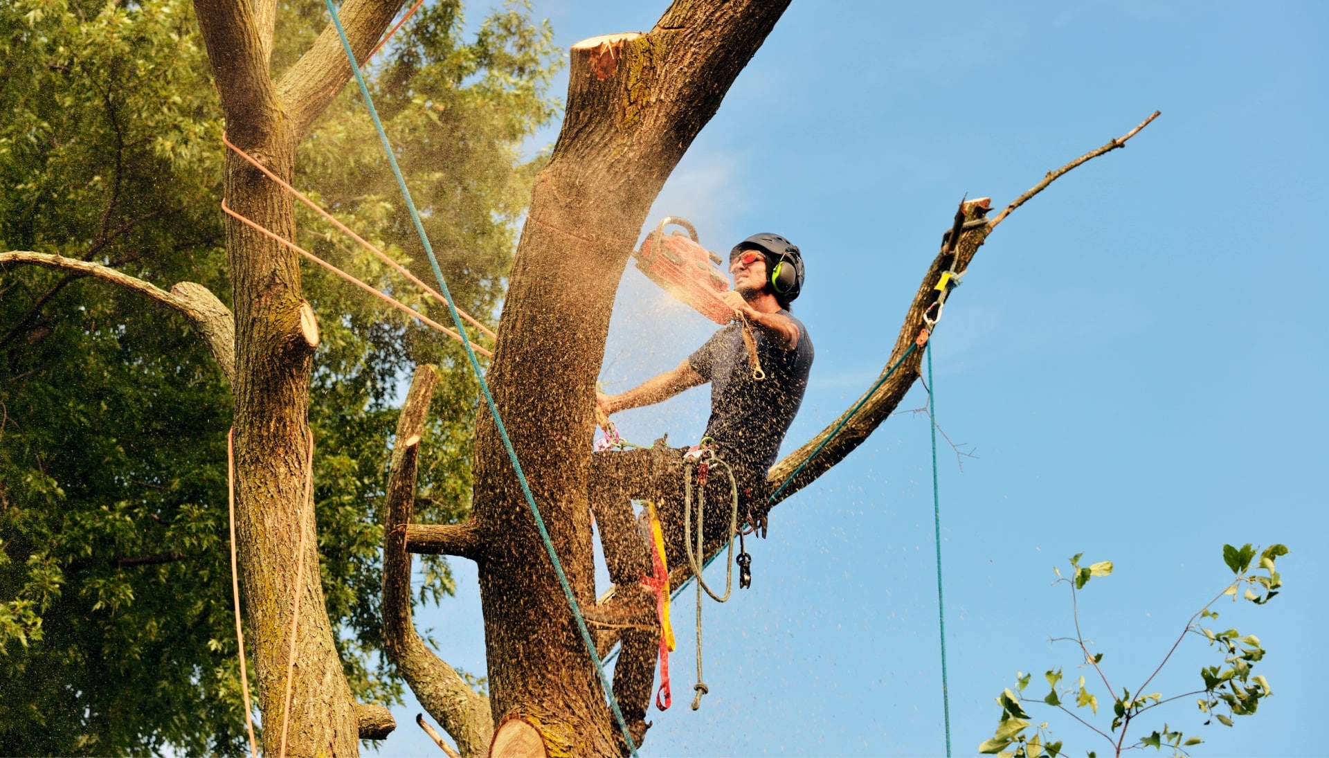 Get rid of tree problems with the expert tree removal contractors in Gilbert