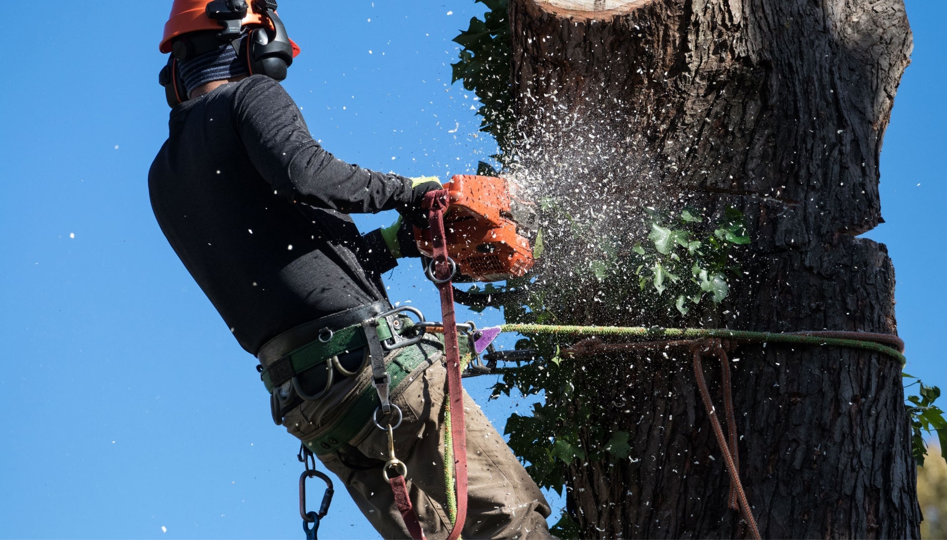 Professional Tree removal solutions in Gilbert